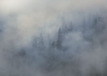 Misty Trees