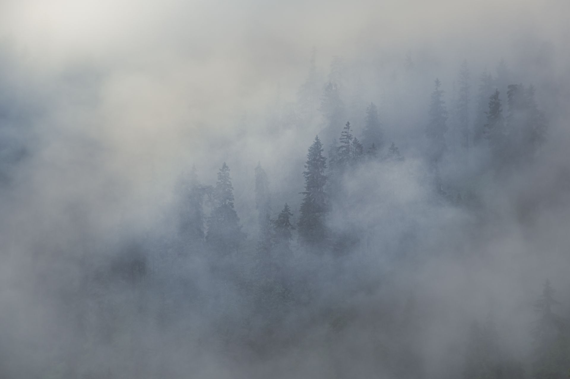 Misty Trees