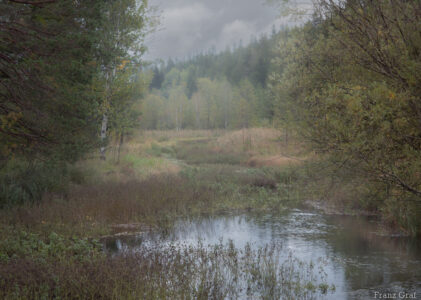 Bogland Walks