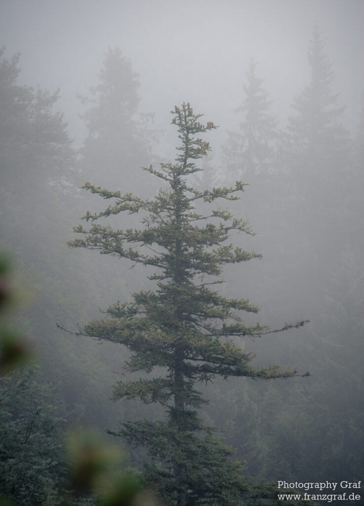 This image depicts a magnificent tree shrouded in a mysterious fog. The tree stands tall and proud, its branches stretching into the misty sky. The tree appears to be an evergreen, its needles a deep green and its trunk a dark gray. Its strong branches reach out, as if to embrace the fog that obscures its view. The fog is thick and almost surreal, giving the image a dreamlike quality. The light is low and the colors muted, adding to the atmosphere of mystery and wonder. The tree stands alone, a solitary figure in a world of fog and mist. It is a stunning reminder of the beauty of nature and its power to captivate and move us.