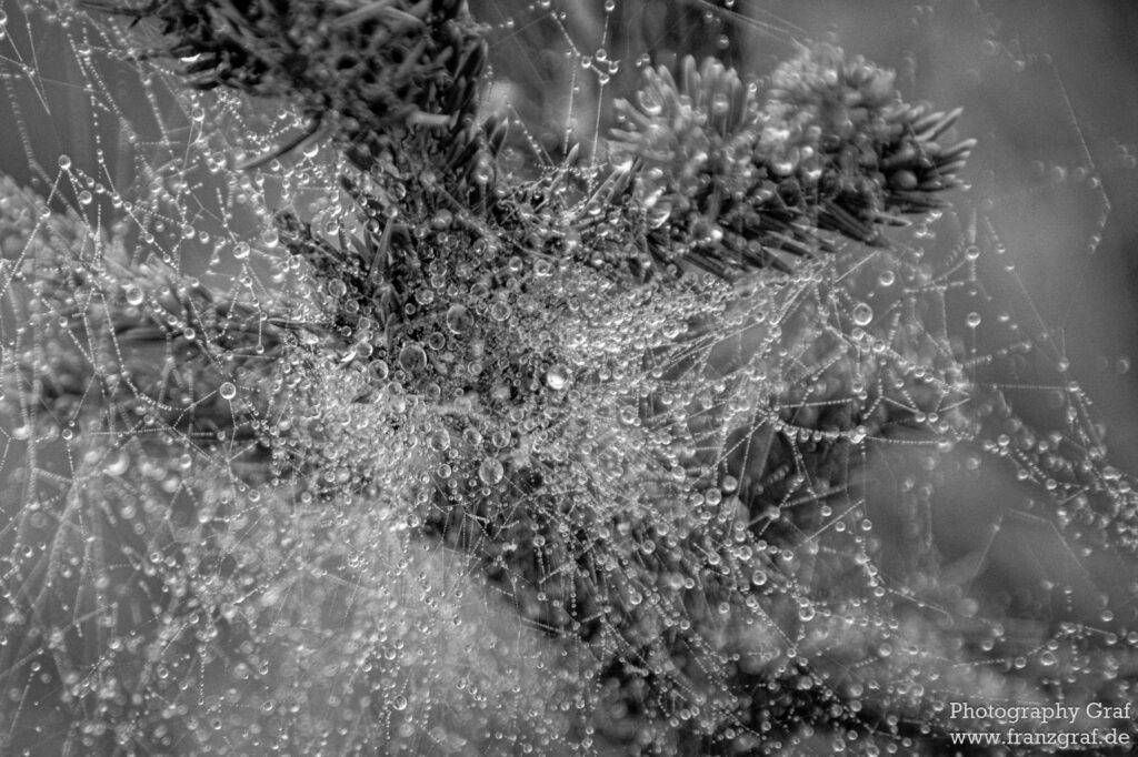 This is a stunning black and white close-up of a spider web with glistening water droplets dripping from its delicate strands. The intricate web is illuminated by a diffused light source, casting a soft shadow on the background. The web almost appears to be alive, as the droplets glisten and the strands seem to move with the wind. The web is covered in a fine layer of dew, adding an extra layer of texture and depth to the image. The web is the perfect example of the beauty of nature and the complexity of the natural world. The image is a reminder of the fragility of life and of the interconnectedness of all things.