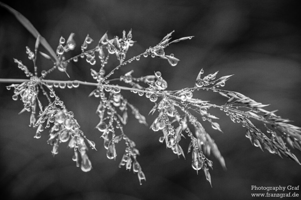 This beautiful black and white photograph depicts a winter scene of a plant covered in water droplets. The plant is surrounded by a backdrop of muted greys and dark blacks that contrast against the small droplets and give the photograph a unique, monochrome look. The water droplets are glistening, reflecting the surrounding light to create beautiful sparkles of light that shine against the darkness. The two people in the background, although barely visible, add depth and a hint of mystery to the photograph, as if something is happening that we can’t see. The dark tones and contrast of the photograph are peaceful and calming, making it perfect for a winter evening at home.