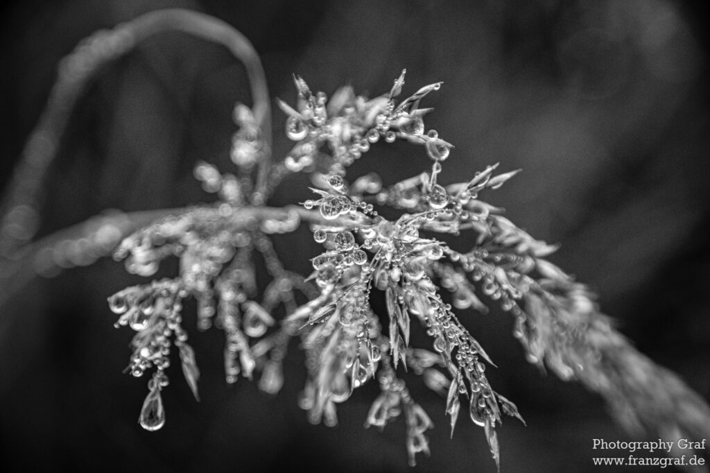 This image shows a close-up of a plant covered in water droplets. The monochromatic tones of the image, black and white, give it a cold and wintery feel. The plant is seen in the foreground of the image, with the droplets forming a line of water down its stems and leaves. The water droplets are a deep black color, contrasting with the lighter grey of the background. The backdrop is composed of several different shades of grey, giving the image a subtle texture and depth. The water droplets are of various sizes and shapes, creating an interesting visual effect. The plant is lit up in the center of the image, with its stems and leaves illuminated in the foreground. The droplets catch the light and cast a beautiful shimmering reflection over the plant. The image is simple yet effective, giving the viewer a close up look at the beauty of nature and the delicacy of water droplets.