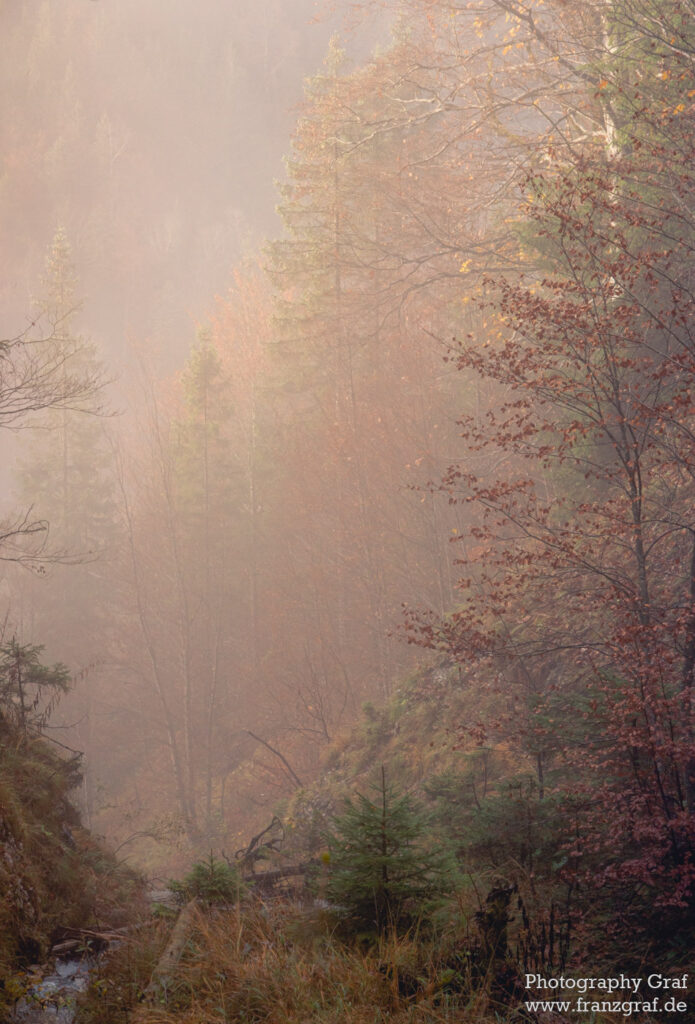 This image captures the serene beauty of a foggy forest landscape. The scene is dominated by towering trees, their trunks and branches stretching out into the misty surroundings, providing a sense of depth and mystery to the composition. The dominant colors of brown in both the foreground and background imbue the image with an earthy, autumnal feel. The mist swirling around the trees amplifies the sense of a natural landscape, perhaps even hinting at the onset of winter. The fog and haze add a dreamy quality to the picture, making the forest appear almost ethereal and magical. In the distance, the faint silhouette of a mountain can be discerned, adding another layer to this captivating outdoor scene. The image is devoid of any human activity, reinforcing the sense of solitude and tranquility that one often associates with nature. This picture is a stunning representation of the quiet beauty that exists in our natural world.