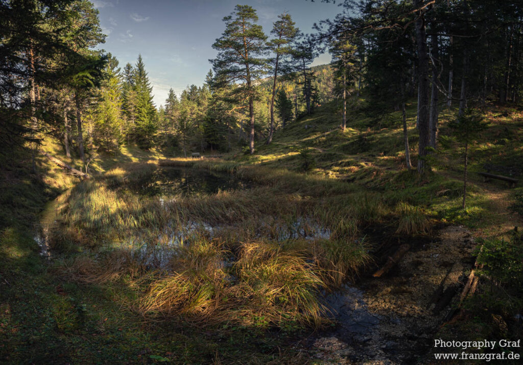 This image captures an idyllic scene of a tranquil pond situated within a lush and dense forest. The dominant colors are shades of grey and black, creating a serene and slightly mysterious atmosphere. The forestry around the pond consists of a variety of trees including larch and conifer, as indicated by the presence of both deciduous and evergreen species. The trees are reflected in the calm water of the pond, adding an element of symmetry to the image. The sky peeks through the foliage, hinting at the expansive wilderness beyond. The forest might be part of a nature reserve or national park, indicating a well-preserved natural environment. Patches of grass and possibly autumn leaves can be seen around the pond, adding to the diversity of plant life in this picture. This image is a classic representation of a temperate coniferous forest or a spruce-fir forest biome.