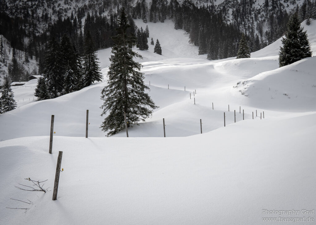 This is an outdoor photograph that captures the serene beauty of winter. The landscape is blanketed in a thick layer of snow, presenting a predominantly white scene. The image is awash with natural elements, prominently featuring an array of trees. One of these trees resembles a Christmas tree, its branches laden with snow, creating a picturesque scene. A fence is also visible, adding a rustic charm to the image. This snowy landscape bears the marks of a freezing winter and provides a glimpse into the glacial formation of the terrain. The scene could easily belong to a ski resort or snowy mountain. The overall vibe of the picture is evocative of a blizzard or winter storm, with the untouched snow hinting at possible skiing slopes. It's a perfect representation of a winter wonderland.