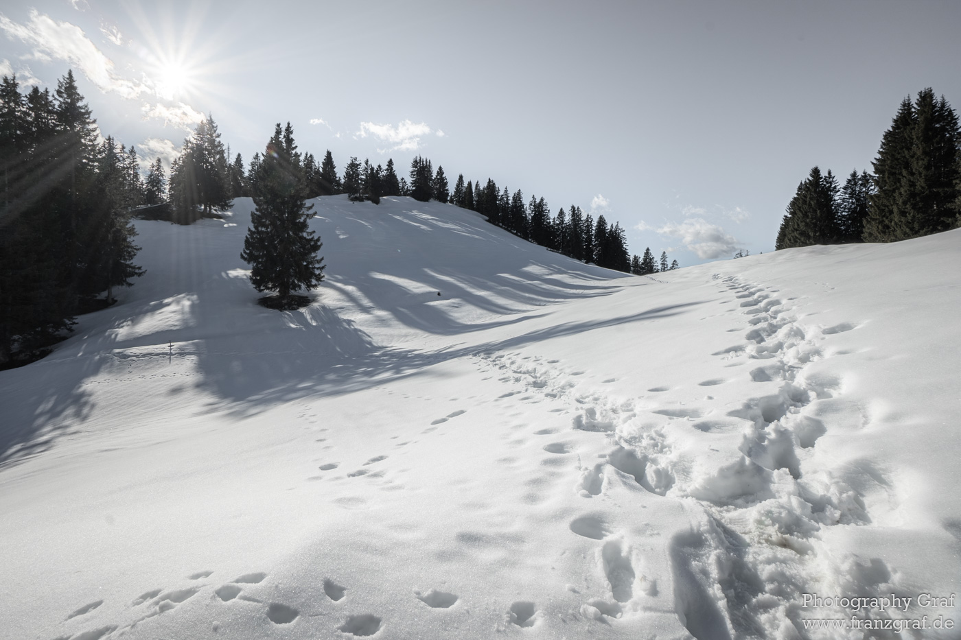 This image presents a tranquil winter scene that perfectly encapsulates the essence of the season. It's taken outdoors and showcases a beautiful, snow-covered hill. The hill is dotted with a group of trees, their branches stark against the bright whiteness of the surrounding snow. One tree in particular stands out, located in the middle of the frame. Numerous footprints are imprinted in the thick blanket of snow, hinting at the presence of unseen visitors. The crisp, freezing air is almost palpable, and the sky above is a clear, unbroken expanse. This image could very well be from a ski resort, with the sloping terrain ideal for winter sports. Despite the chilly weather, there's a certain warmth to the scene, perhaps from the sun shining subtly through the trees.