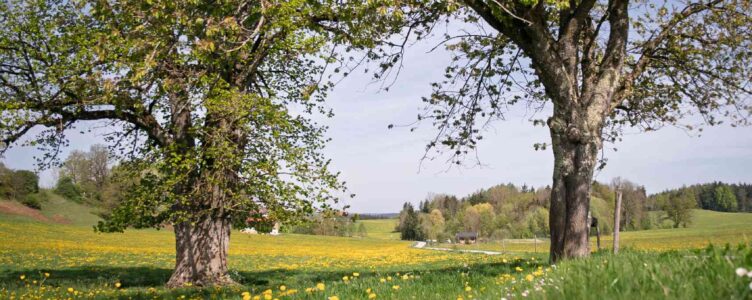 A Scenic Walk Around Peretshofen